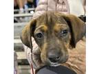 Adopt Clyde a Mixed Breed