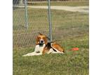 Adopt Wyboo a Hound