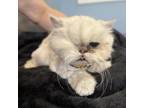 Adopt Teddy a Persian