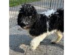 Adopt Gator a Standard Poodle