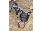 Adopt Tanner a Australian Cattle Dog / Blue Heeler