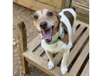 Adopt Hoff a Jack Russell Terrier, Mixed Breed