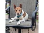Adopt Hoff a Jack Russell Terrier, Mixed Breed