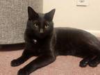 Adopt Velcro a Domestic Short Hair