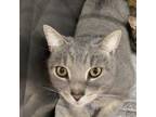 Adopt River a Domestic Short Hair