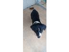 Adopt Nate a Border Collie, Mixed Breed