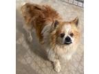 Adopt Gizmo a Pomeranian