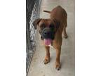 Adopt Goober a Boxer, Mastiff