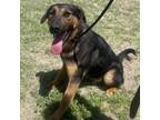 Adopt Sarge a German Shepherd Dog