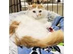Adopt Freckles a Domestic Long Hair