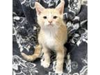 Adopt Peppy a Domestic Short Hair