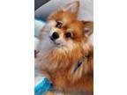 Adopt Fennie a Pomeranian, Husky