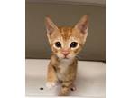Adopt ANDREW a Domestic Short Hair