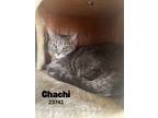 Adopt Chachi - $55 Adoption Fee Special a Domestic Short Hair