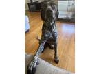 Adopt Midas a German Shorthaired Pointer