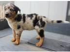 Adopt Austin a Australian Shepherd, Catahoula Leopard Dog