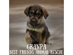 Adopt Granpa a Husky