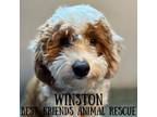 Adopt Winston a Miniature Poodle, Australian Shepherd