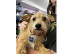 Adopt Loui a Yorkshire Terrier, Mixed Breed