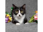 Adopt Roxy a Domestic Short Hair