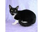 Adopt Diesel a Domestic Short Hair