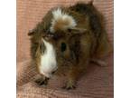 Adopt Pickles a Guinea Pig