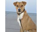 Adopt Freddy a Labrador Retriever, Rhodesian Ridgeback