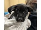 Adopt Chunky Monkey 12 a German Shepherd Dog, Pit Bull Terrier
