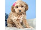 Cavapoo Puppy for sale in Moulton, IA, USA