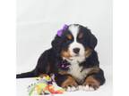 Bernese Mountain Dog Puppy for sale in Moulton, IA, USA