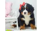 Bernese Mountain Dog Puppy for sale in Moulton, IA, USA