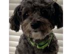 Adopt Keko a Poodle