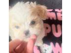 Zuchon Puppy for sale in Ludlow, MA, USA
