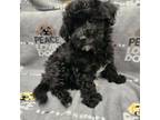 Maltipoo Puppy for sale in Grandville, MI, USA