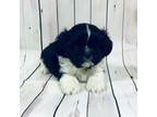 Shih Tzu Puppy for sale in Harrogate, TN, USA