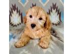Mutt Puppy for sale in Kendall, WI, USA