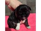 Shih Tzu Puppy for sale in Midland, MI, USA