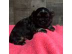 Shih Tzu Puppy for sale in Midland, MI, USA