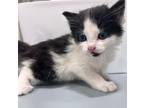 Adopt Joshua a Domestic Short Hair