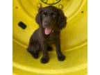 Boykin Spaniel Puppy for sale in Ocilla, GA, USA