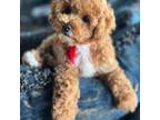 Poodle (Toy) Puppy for sale in Pleasanton, TX, USA