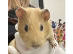 Adopt Keystone a Guinea Pig