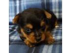 Yorkshire Terrier Puppy for sale in Purdy, MO, USA