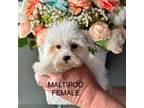 Maltipoo Puppy for sale in Locust, NC, USA