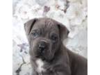 Cane Corso Puppy for sale in Redding, IA, USA