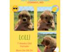 Golden Retriever Puppy for sale in Niangua, MO, USA