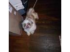 Shih Tzu Puppy for sale in Connersville, IN, USA
