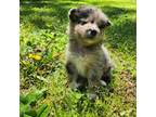 Mutt Puppy for sale in Woodstock, GA, USA
