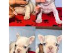 French Bulldog Puppy for sale in Fort Lauderdale, FL, USA