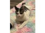 Adopt Opie a Domestic Short Hair